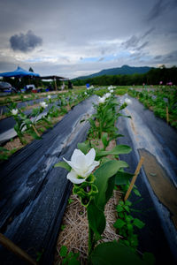 Close-up of white flowering plants by car against sky