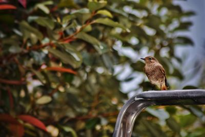 Bird perching on a tree