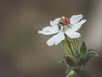 Close-up of insect on white flower