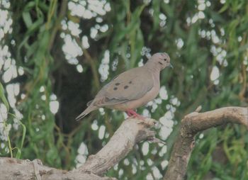 Close-up of bird perching on tree