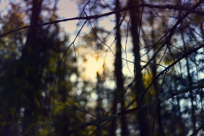Low angle view of trees in forest