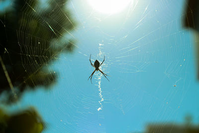 Spider on web