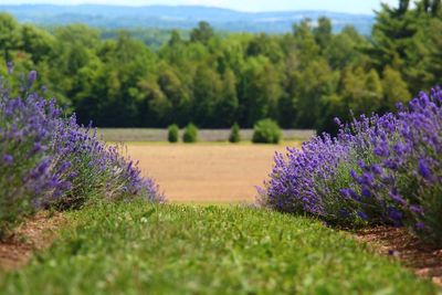 Close-up of purple flowers on field