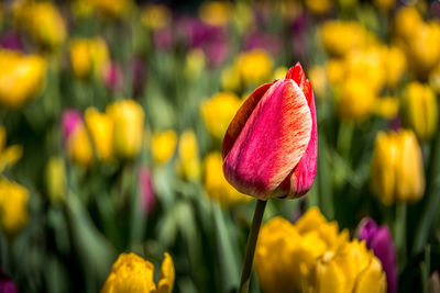 Close-up of pink tulip