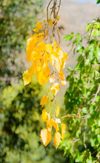 Close-up of yellow flowering plant