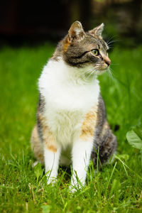 Young domestic cat with a colored head and green eyes looks around the garden to see if she is safe