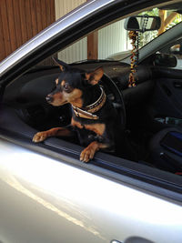 Dog looking through car window