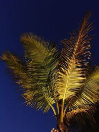 Close-up of palm tree against sky at night