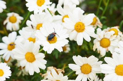 Close-up of bee pollinating on flower