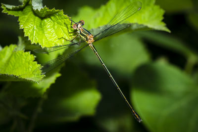 Close-up of insect on leaf