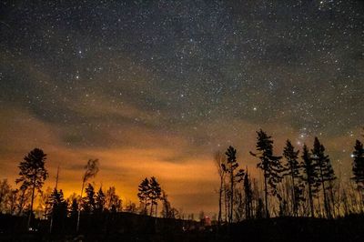 Trees against sky at night