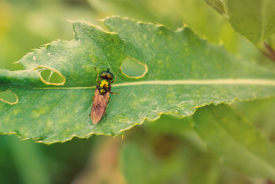 Close-up of insect on leaf