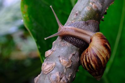 Close-up of snail on tree