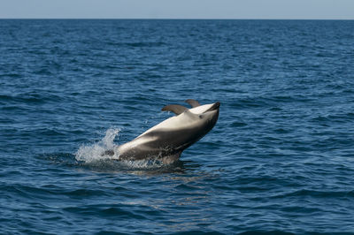 View of a bird in the sea