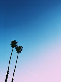 Low angle view of palm trees against blue sky