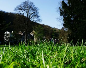 Low angle view of trees on field against sky