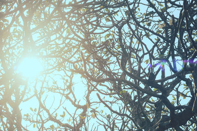 Low angle view of tree against sky