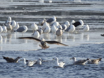 Flock of seagulls on beach