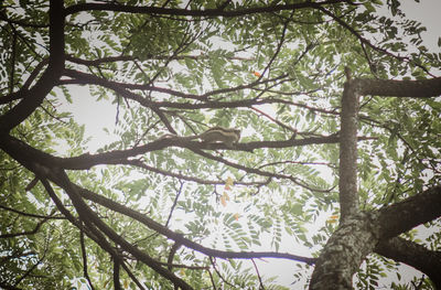 Low angle view of bamboo trees in forest