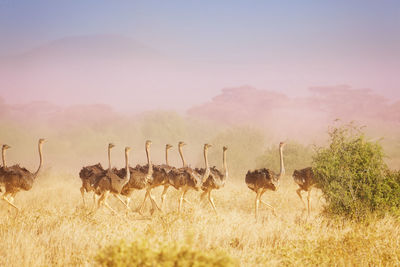 View of animals on field against sky