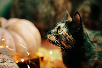 Close-up of a cat looking away