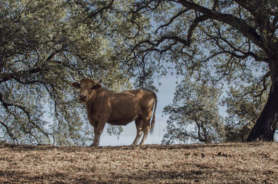 Cow on the pasture under trees looking at the camera, villanueva del río y minas, seville, spain
