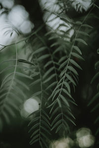 Close-up of fresh green leaves