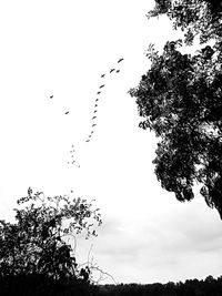 Low angle view of birds flying in the sky