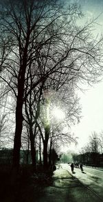 Bare trees against sky