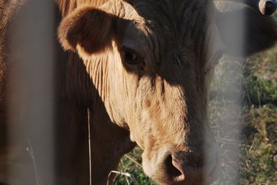 Close-up portrait of a horse