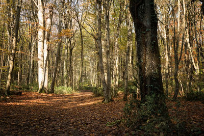 Trees in forest during autumn