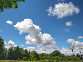 Low angle view of trees on field against sky