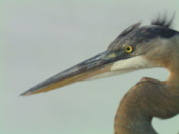 Close-up of bird on hand