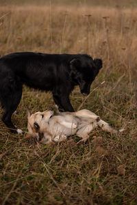 Dogs playing on field