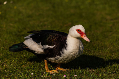 Female muscovy duck on grass in the uk