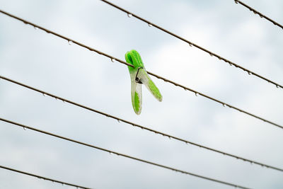 Low angle view of insect on plant against sky