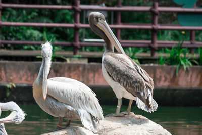 View of birds perching