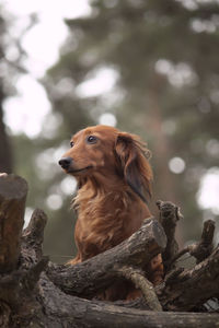 Dog sitting on wood