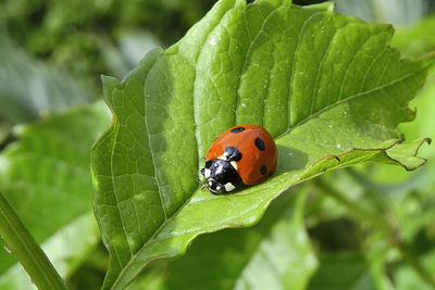 Close-up of ladybug on leaf