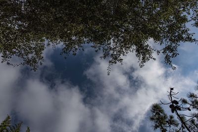 Low angle view of trees against sky