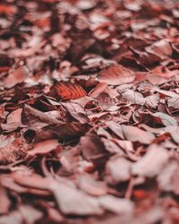 Full frame shot of dried autumn leaves