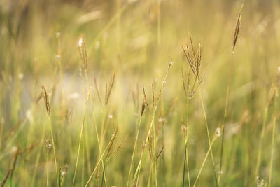 Close-up of crops on field