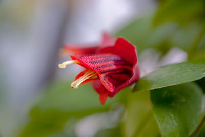 Close-up of red rose