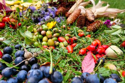 Close-up of fruits growing on field