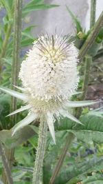 Close-up of white dandelion flower on field