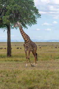 Giraffe in a field