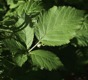 Close-up of green leaves