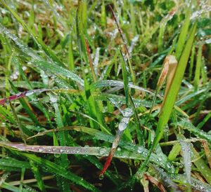 Close-up of wet grass on field