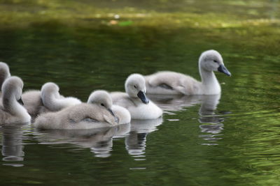 Swans in lake