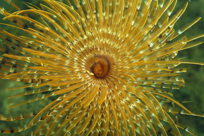 Mediterranean fanworm from brijuni national park